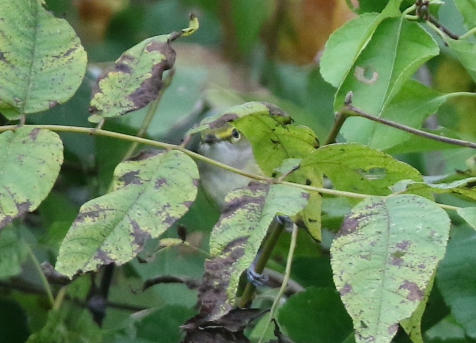 White-eyed Vireo - ML643490783