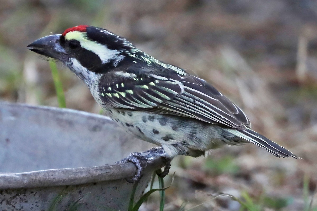 Barbudo Diademado - ML643490785