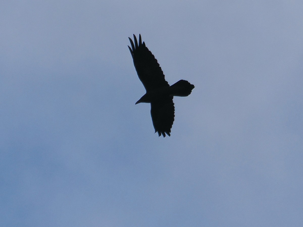Common Raven - ML643490786