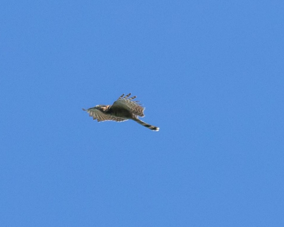 Hook-billed Kite - ML643490790