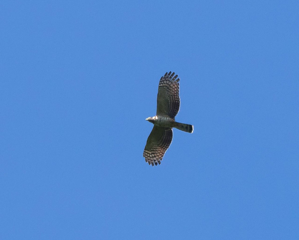 Hook-billed Kite - ML643490802