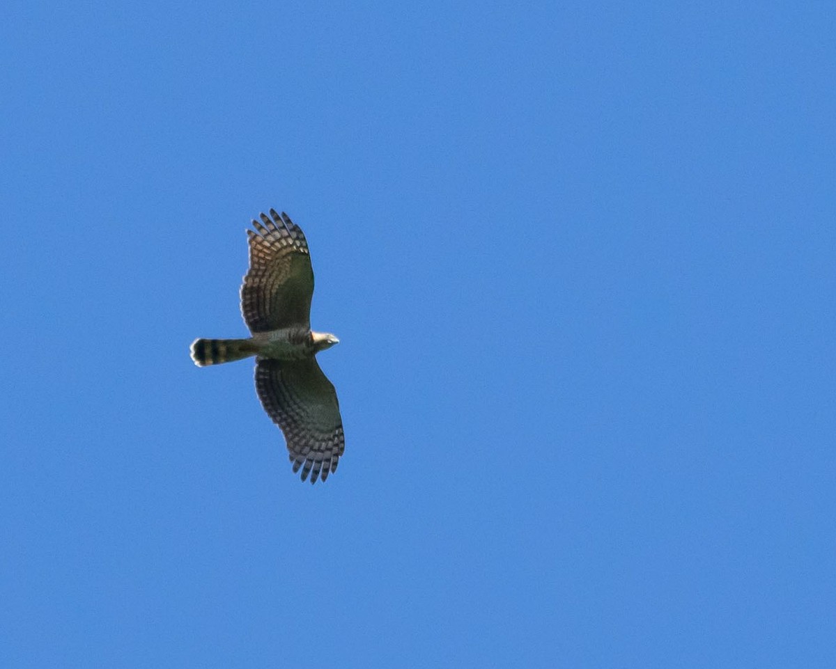 Hook-billed Kite - ML643490803