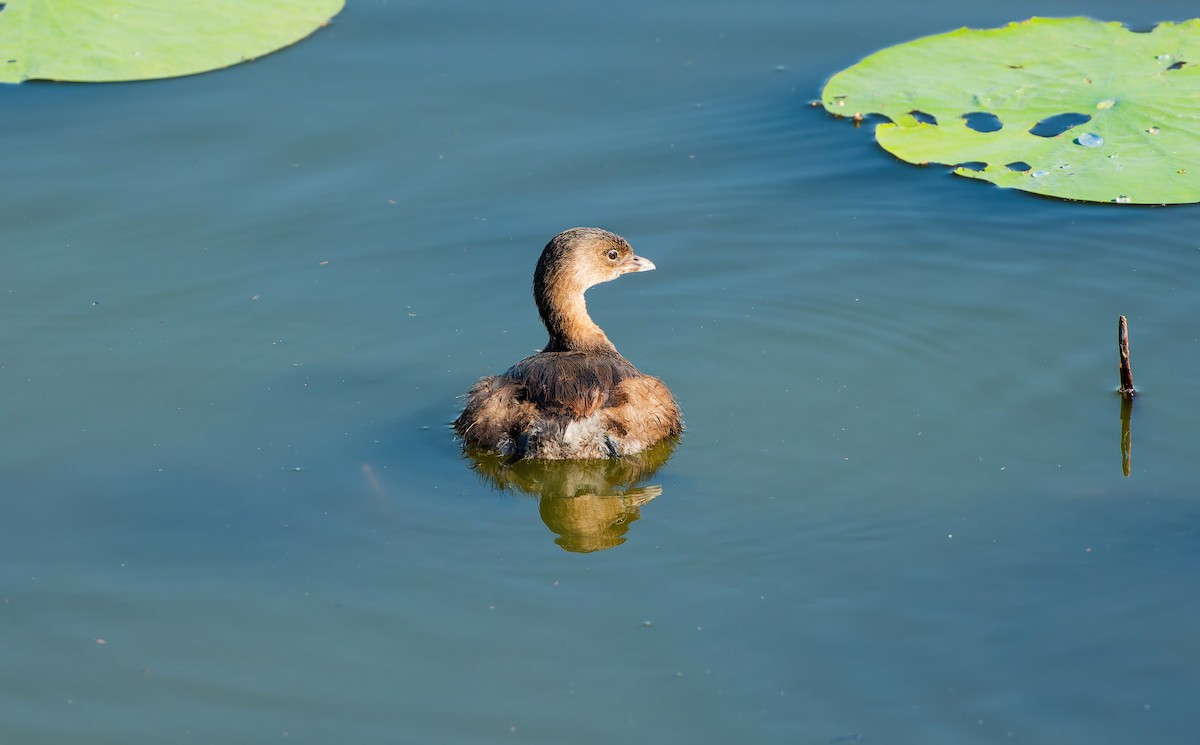 Pied-billed Grebe - ML643490818