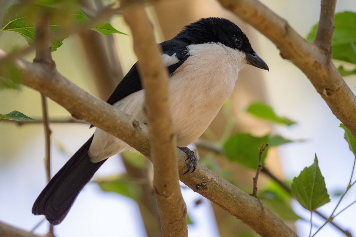 Tropical Boubou - ML643490820