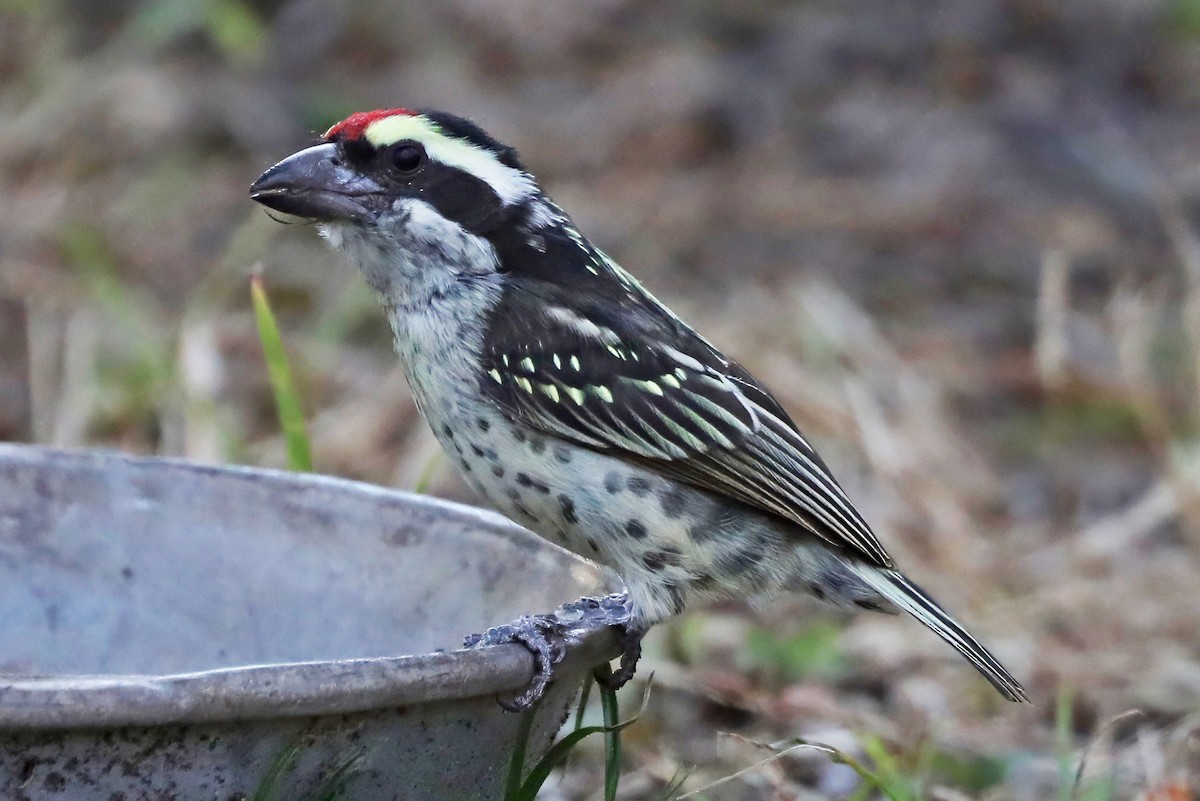 Barbudo Diademado - ML643490821