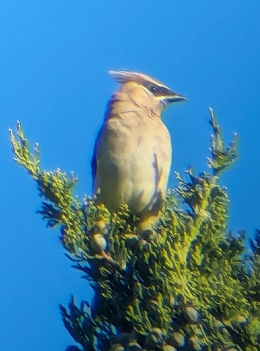 ヒメレンジャク - ML643490835