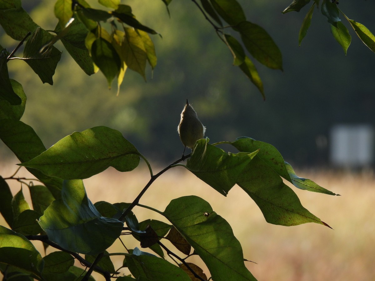 Rubingoldhähnchen - ML643490837