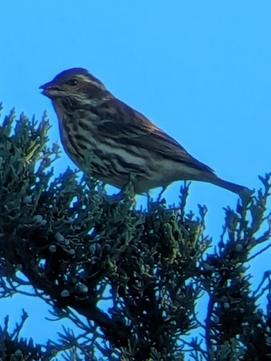 ムラサキマシコ - ML643490857