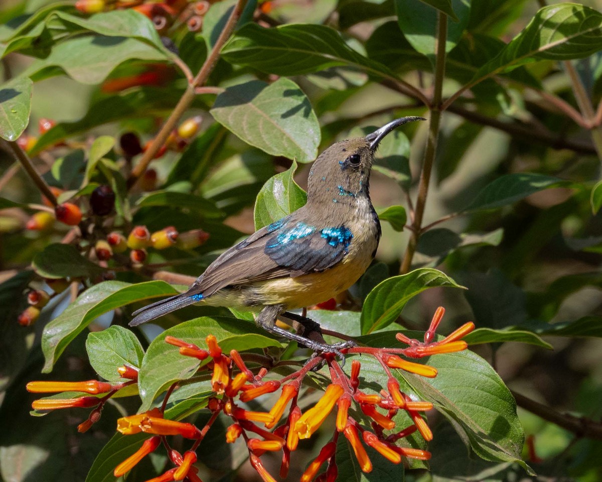 Variable Sunbird - ML643490858