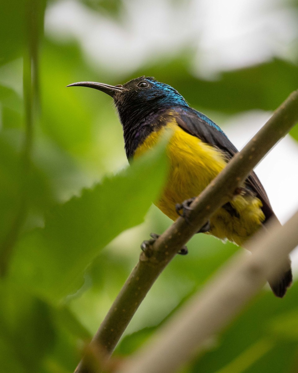 Variable Sunbird - ML643490859