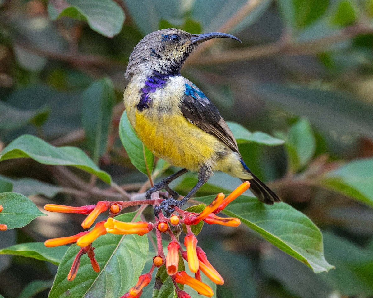 Variable Sunbird - ML643490861