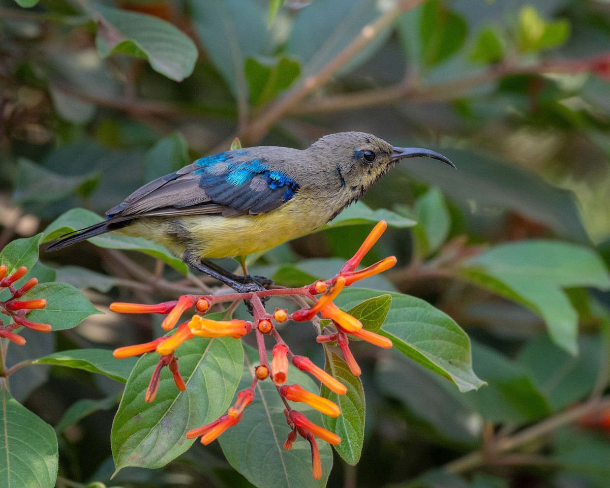 Variable Sunbird - ML643490862