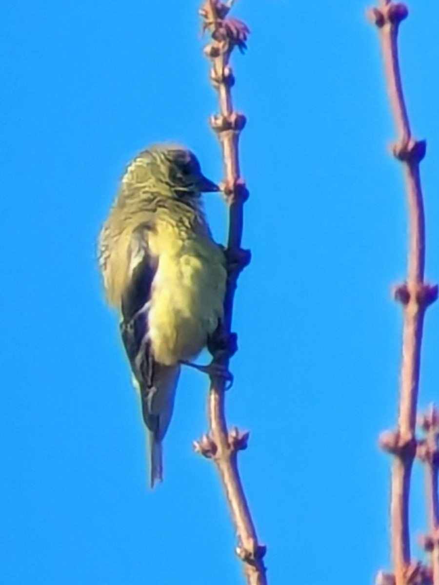 オウゴンヒワ - ML643490868