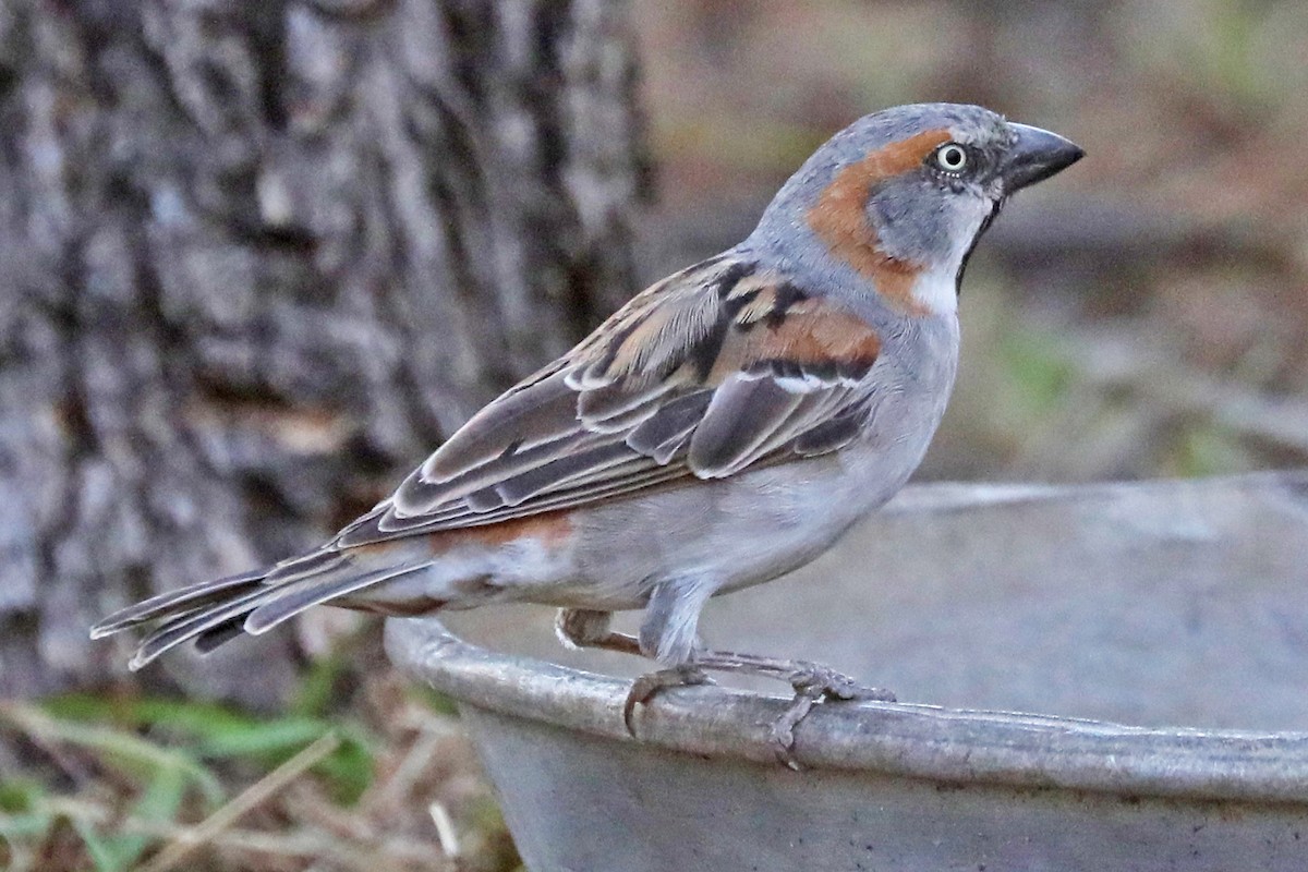 Kenya Rufous Sparrow - ML643490869