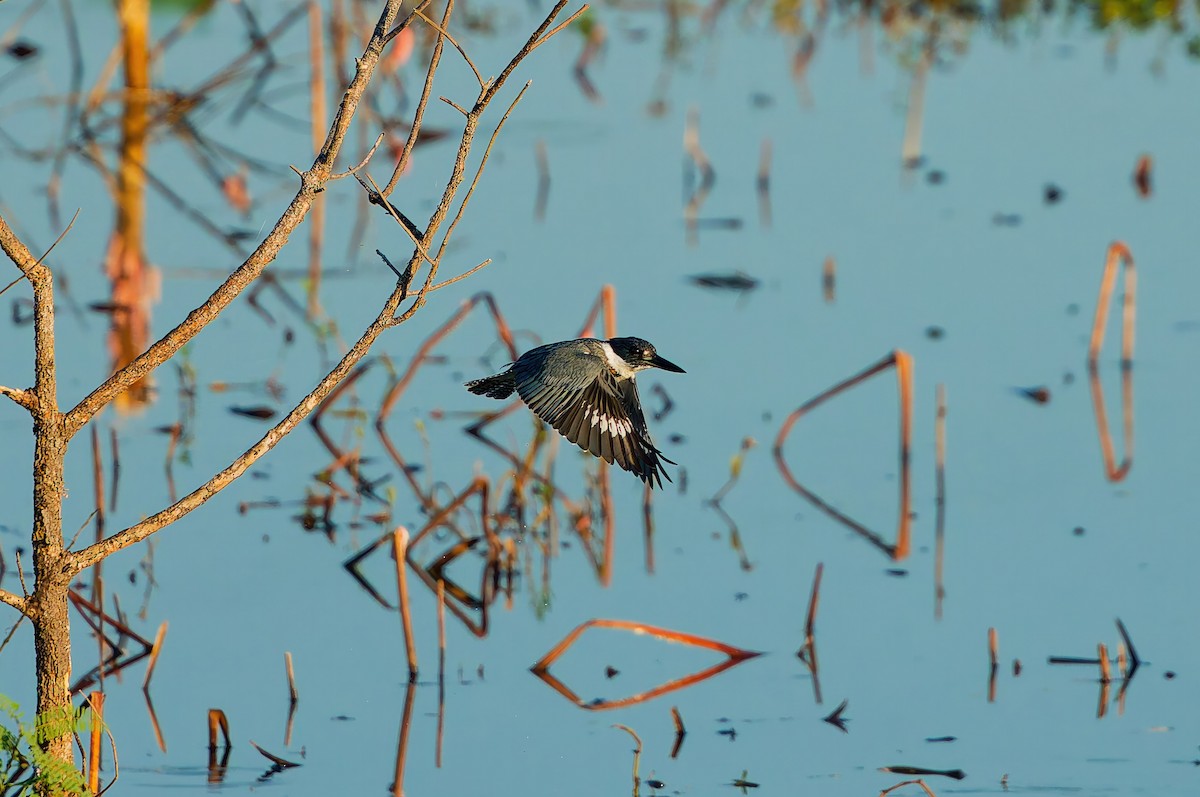 Belted Kingfisher - ML643490883