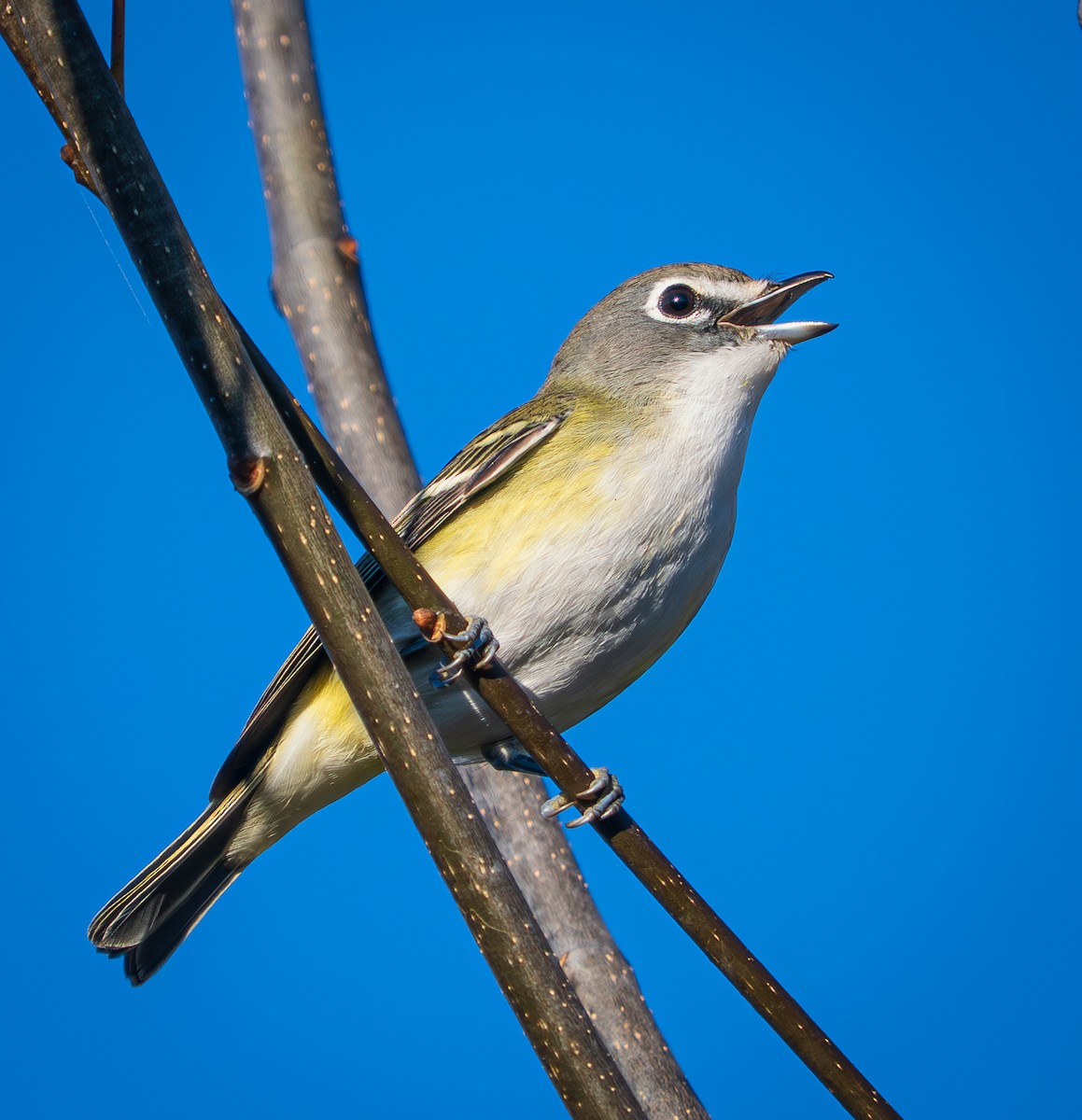 フタスジモズモドキ - ML643490888