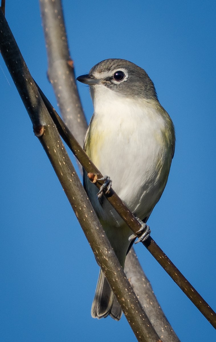 フタスジモズモドキ - ML643490889