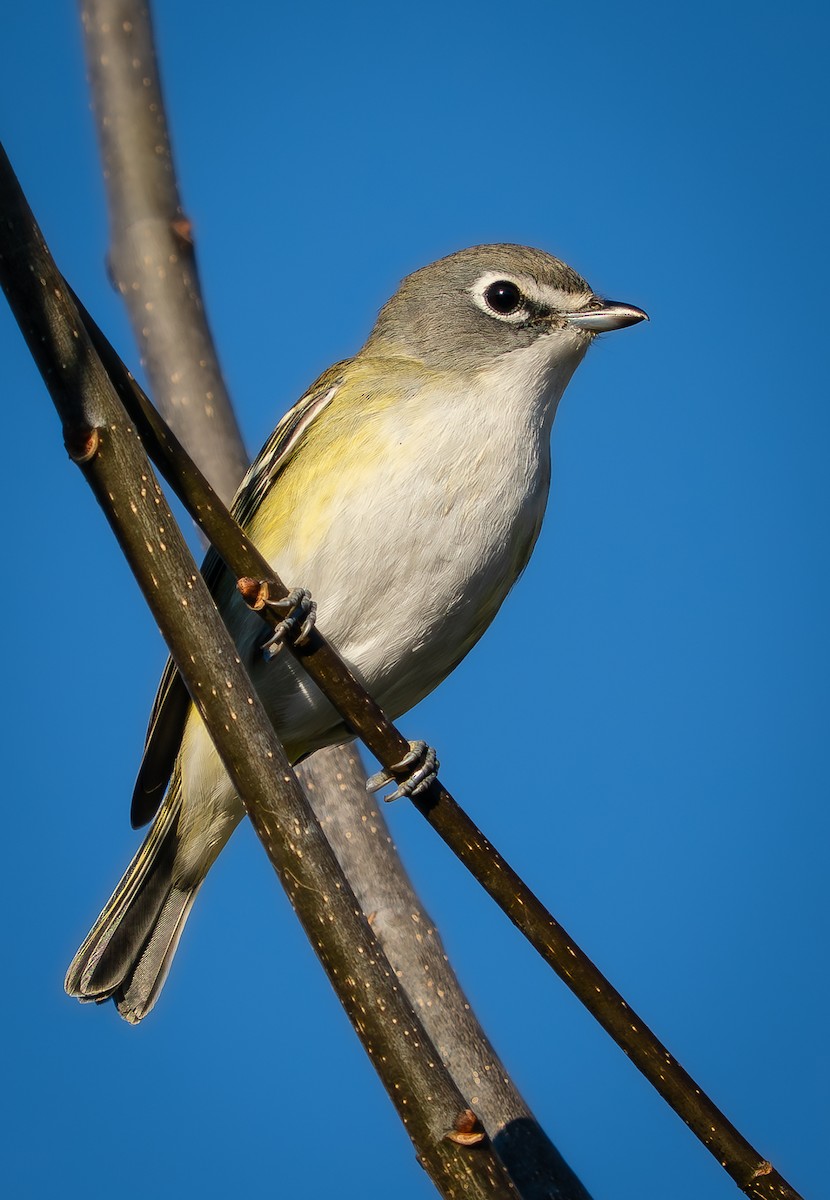 フタスジモズモドキ - ML643490890