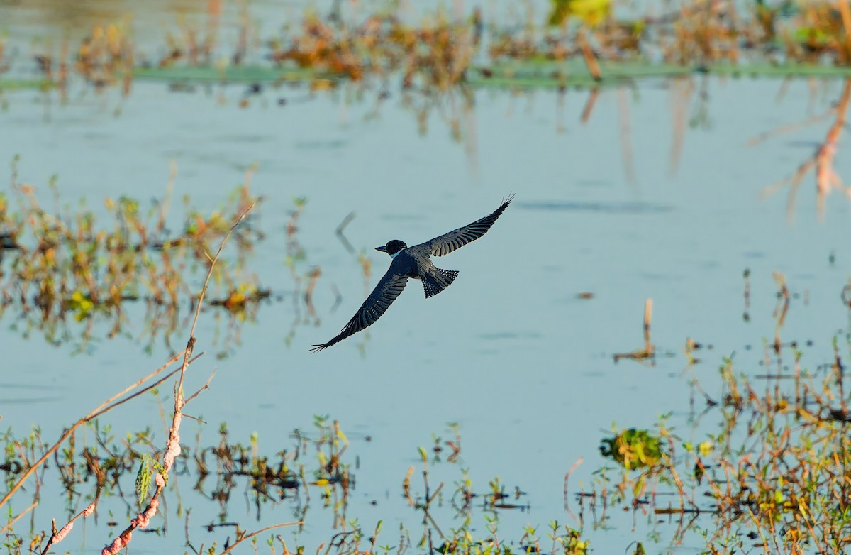 Belted Kingfisher - ML643490903
