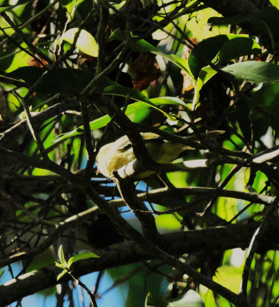 Jamaican Vireo - ML643490905