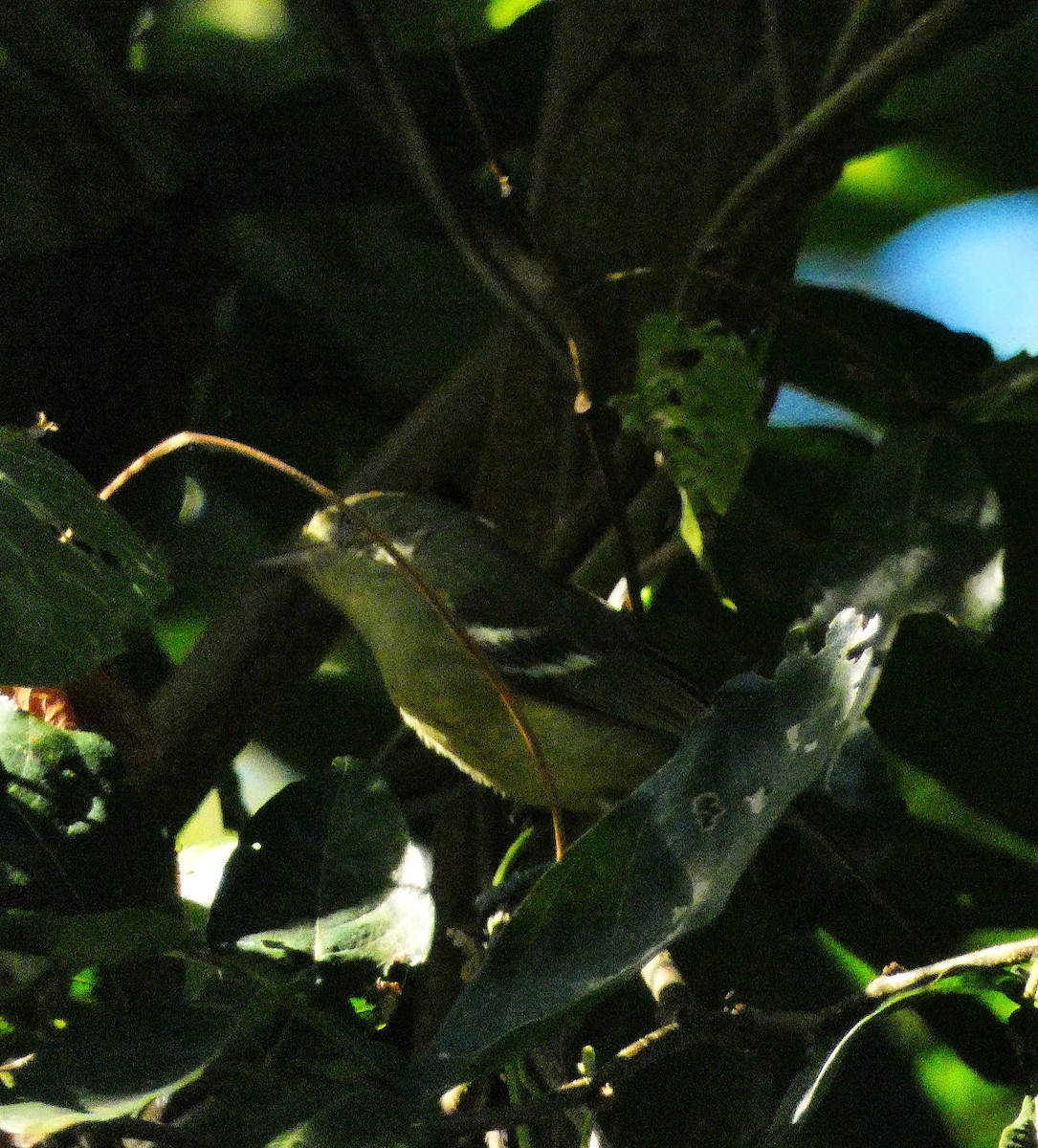Jamaican Vireo - ML643490907