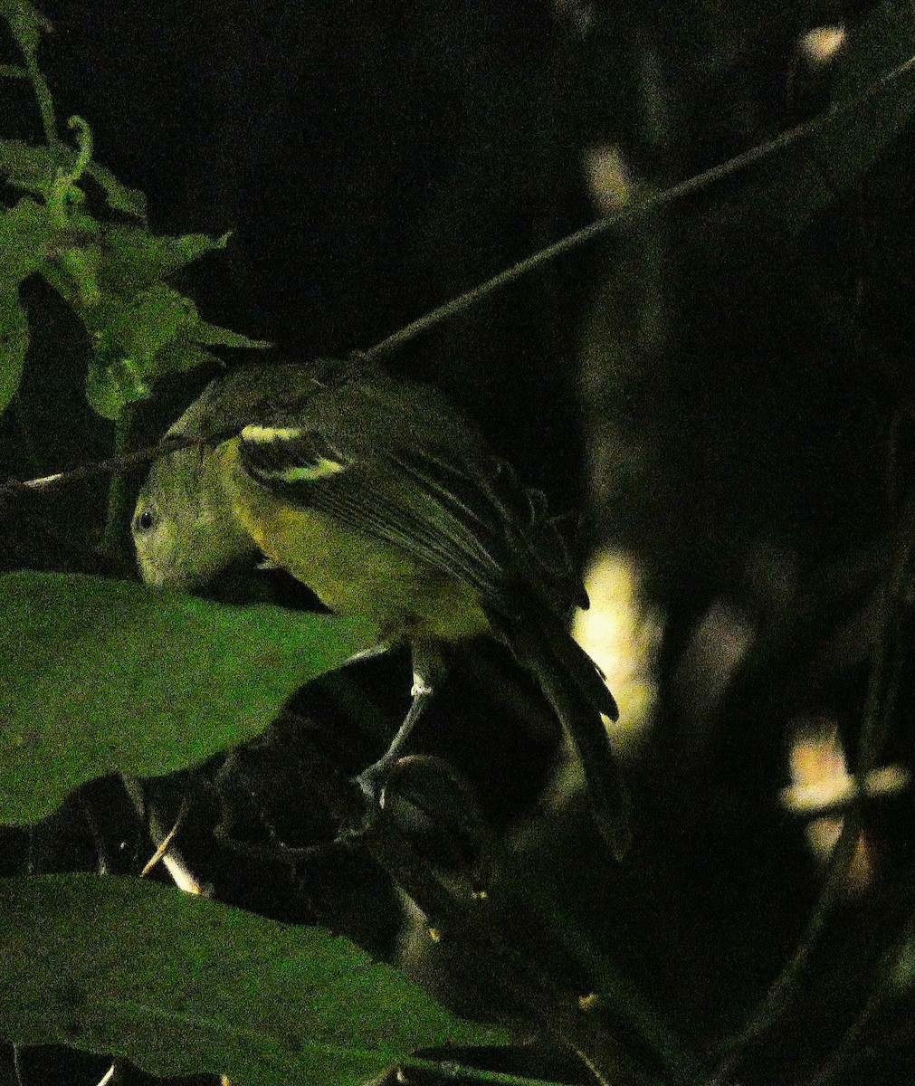 Jamaican Vireo - ML643490908