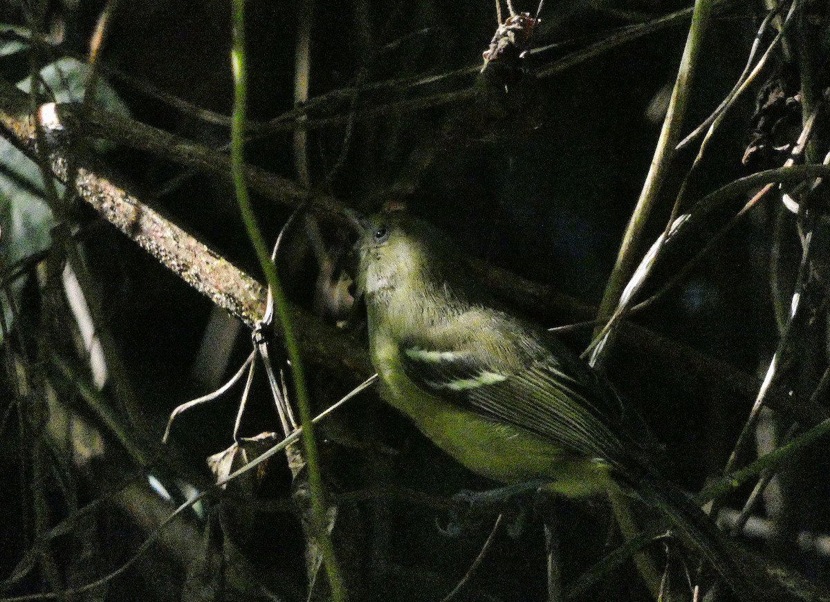 Jamaican Vireo - ML643490909