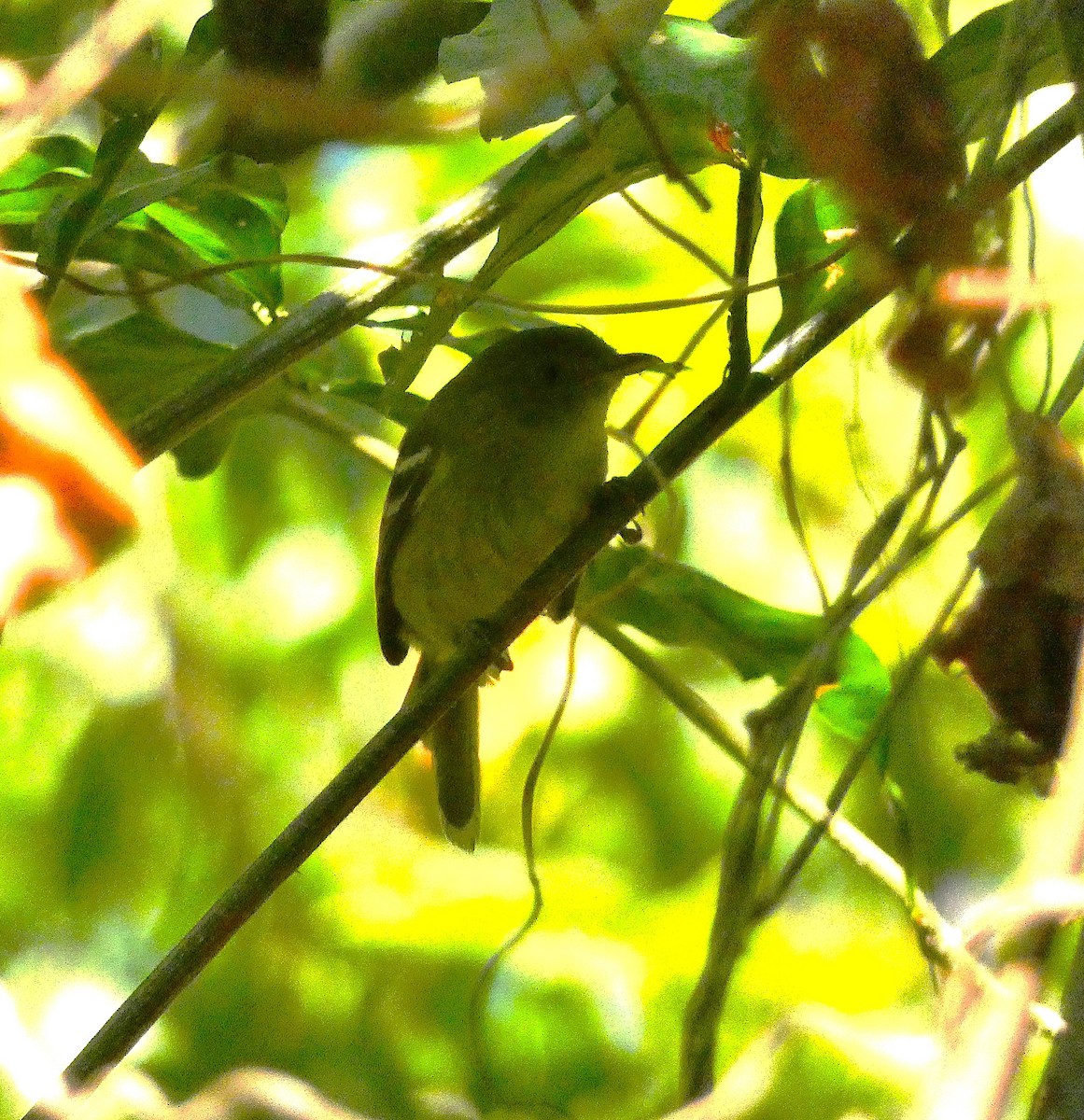 Jamaican Vireo - ML643490910