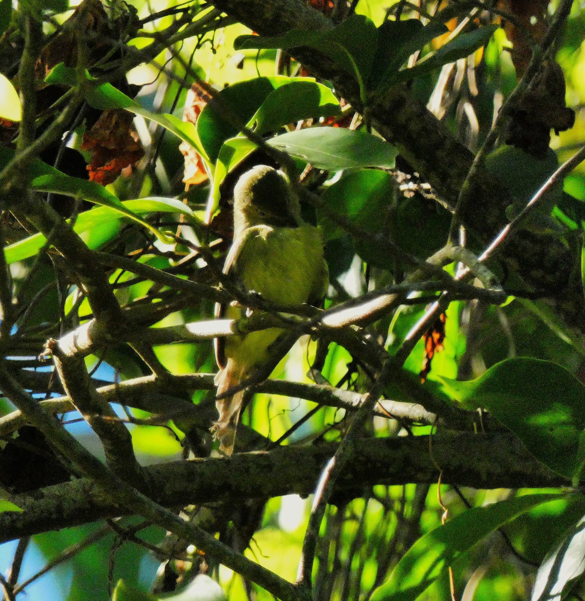 Jamaican Vireo - ML643490911