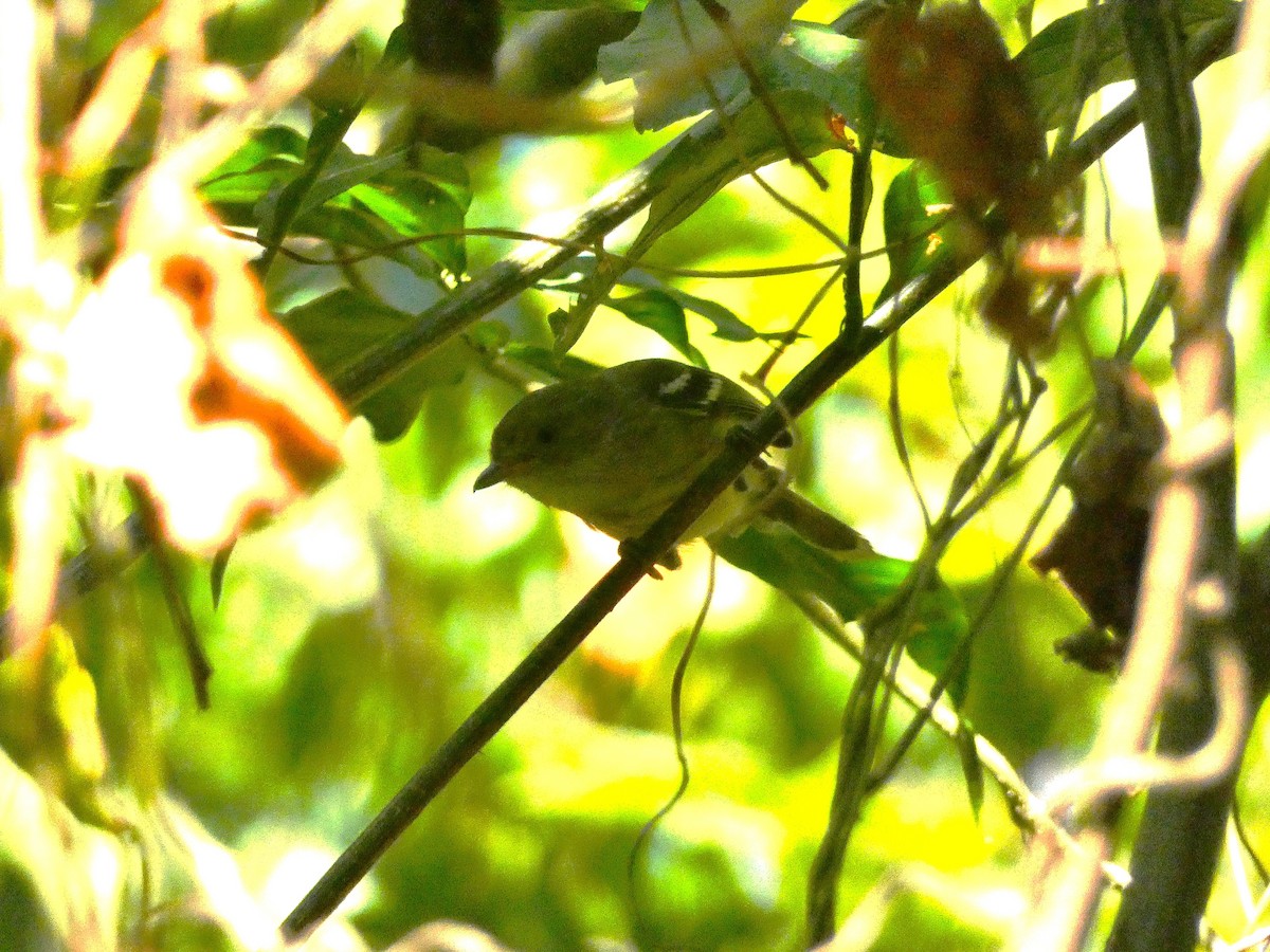 Jamaican Vireo - ML643490912