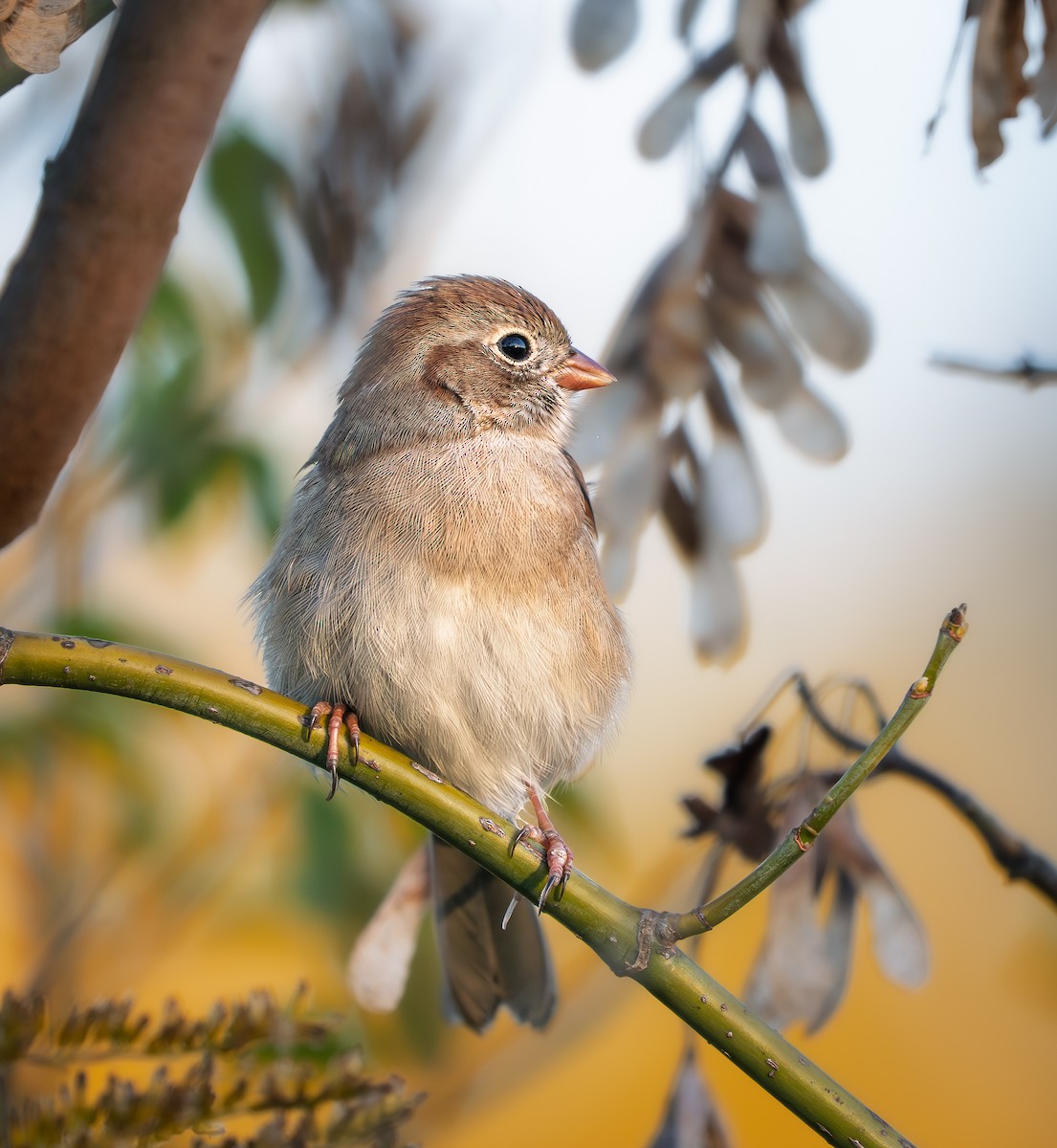 ヒメドリ - ML643490913