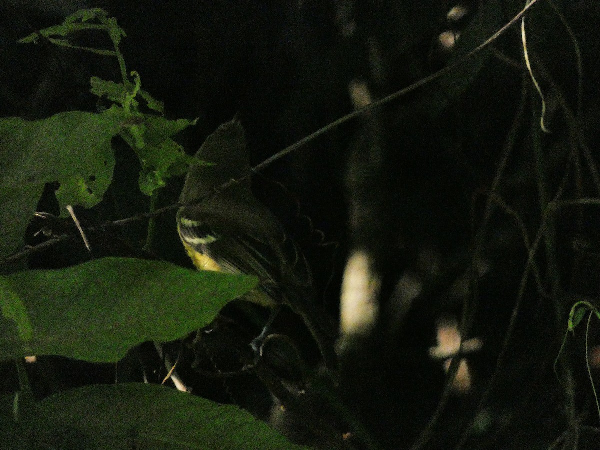 Jamaican Vireo - ML643490914