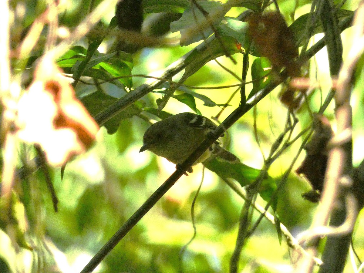 Jamaican Vireo - ML643490916