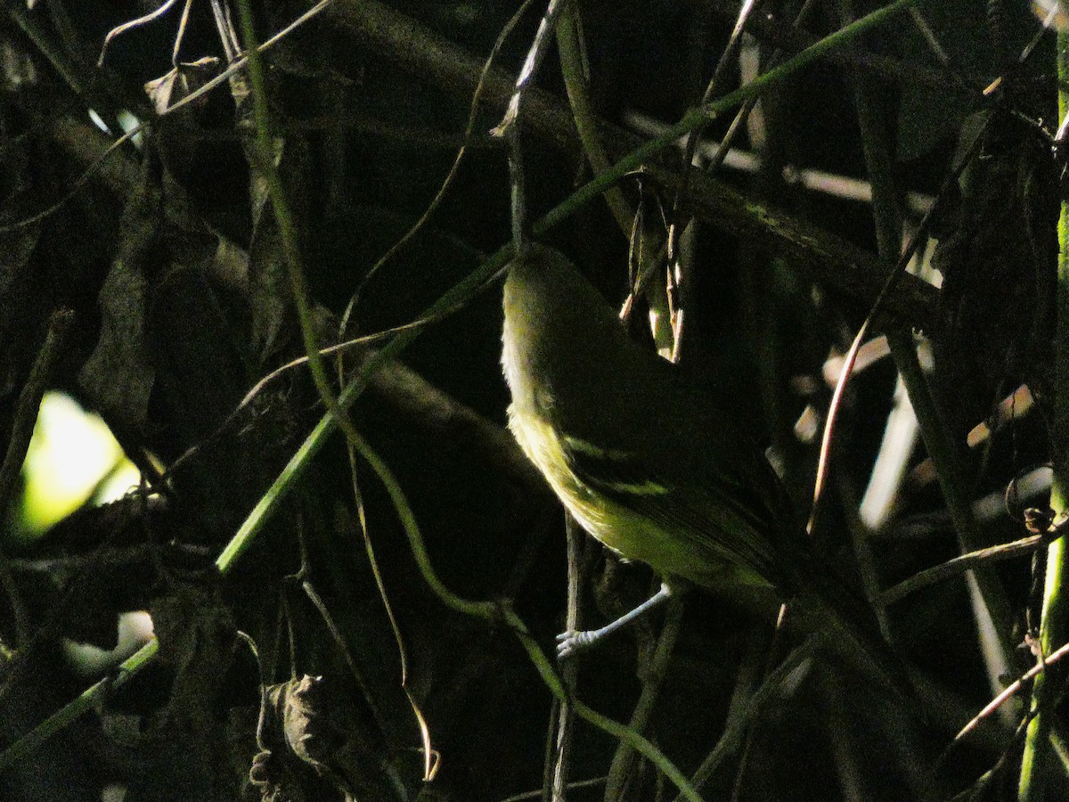 Jamaican Vireo - ML643490919