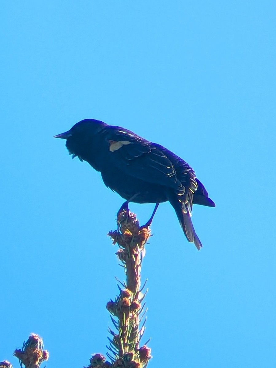 ハゴロモガラス - ML643490925