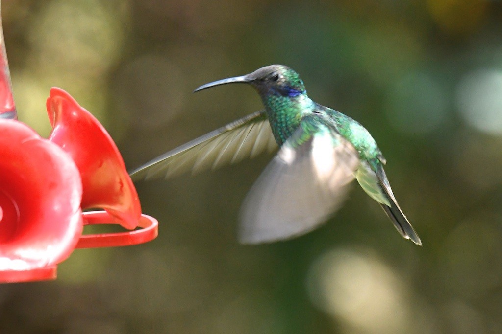 Glanz-Veilchenohrkolibri - ML643490938