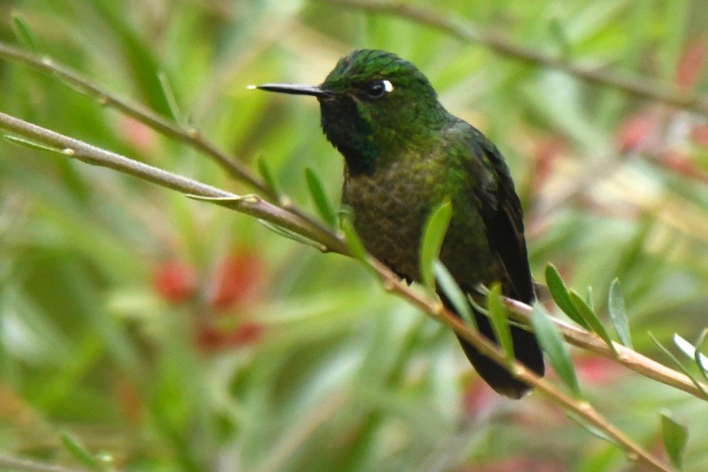 Scaled Metaltail - ML643490945