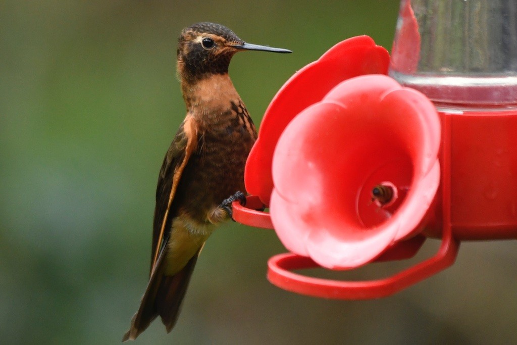 Shining Sunbeam - ML643490949