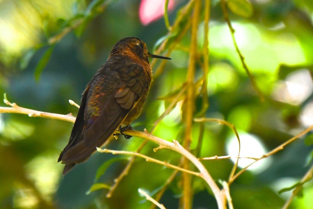 Shining Sunbeam - ML643490957