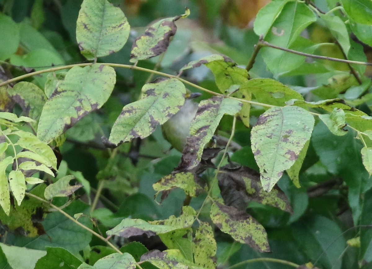 White-eyed Vireo - ML643490958