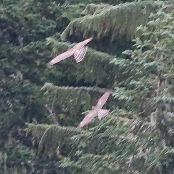 American Goshawk - ML643490963