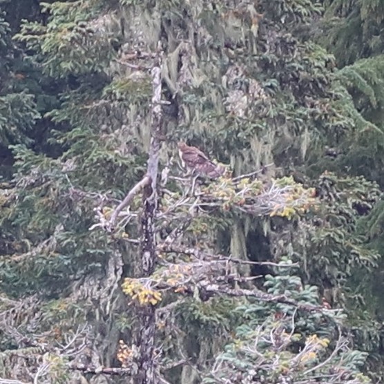 American Goshawk - ML643490964
