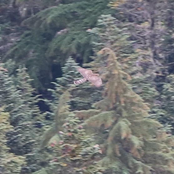American Goshawk - ML643490965