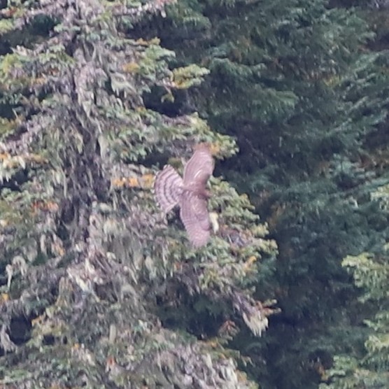 American Goshawk - ML643490966