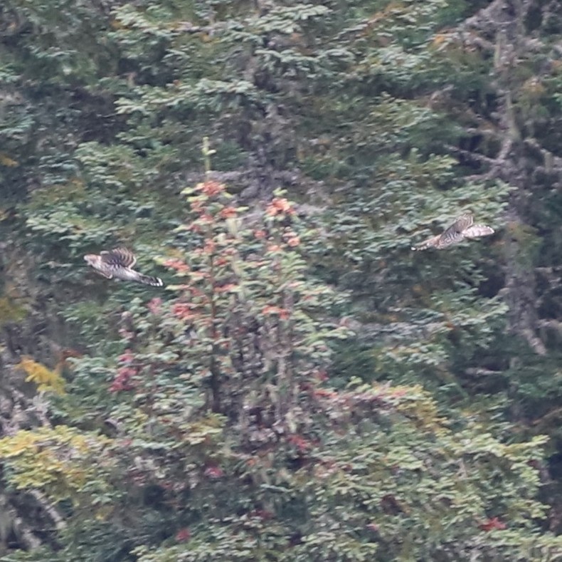 American Goshawk - ML643490967