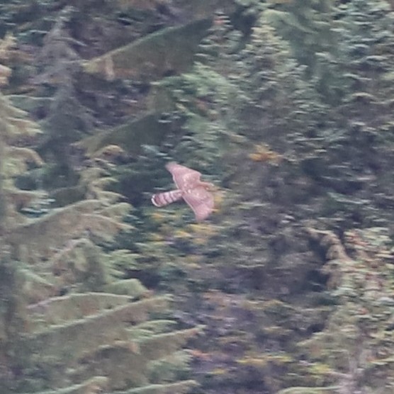 American Goshawk - ML643490968