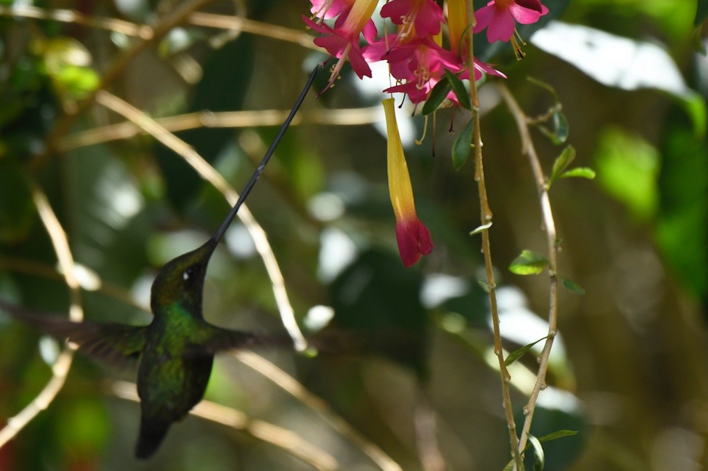 Sword-billed Hummingbird - ML643490972