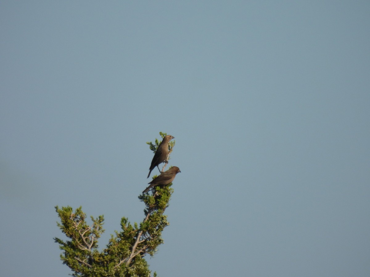 Brown-headed Cowbird - ML643490978