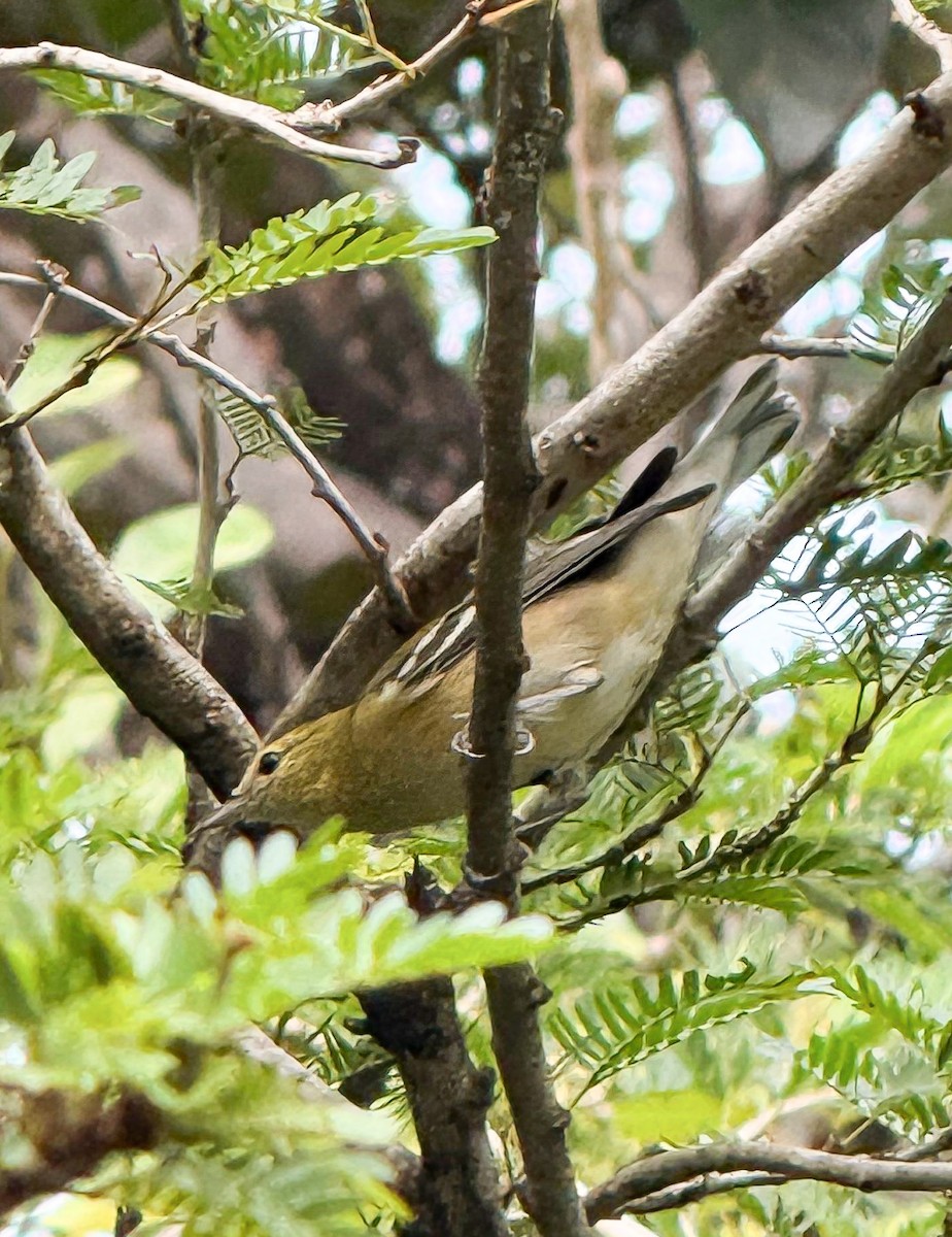 Bay-breasted Warbler - ML643490979