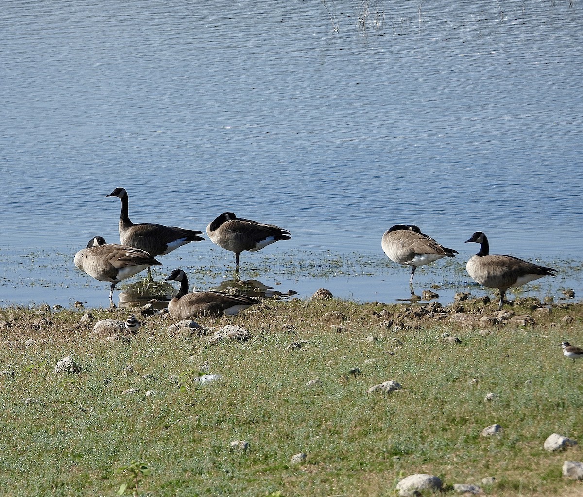 Canada Goose - ML643491015